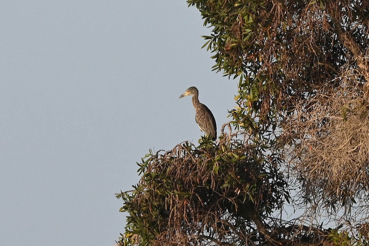 Yellow-crowned Night Heron - ML641986470
