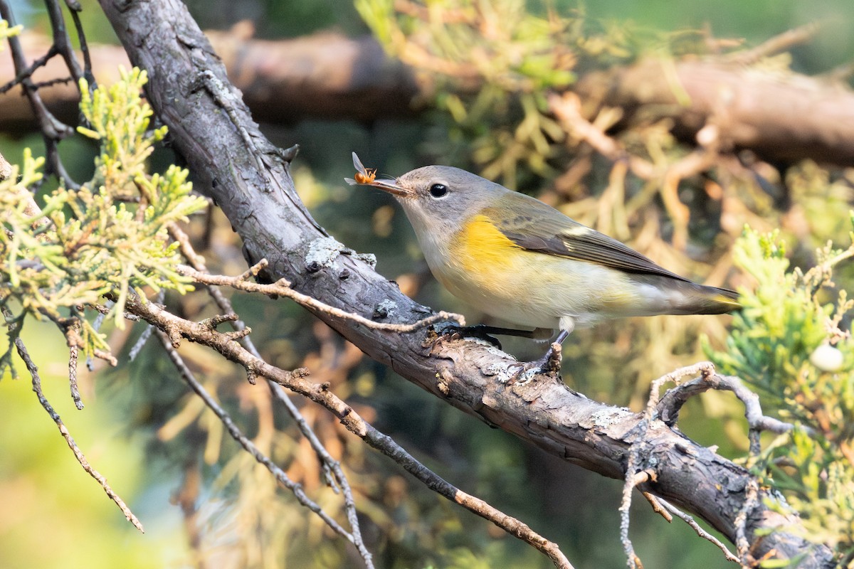 American Redstart - ML641986473