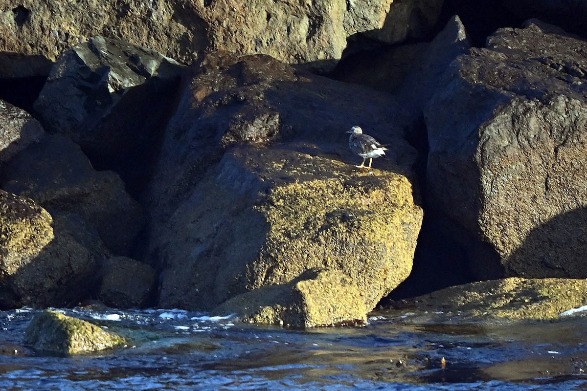 Surfbird - ML641986478