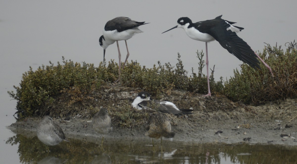 Black-necked Stilt - ML641986480