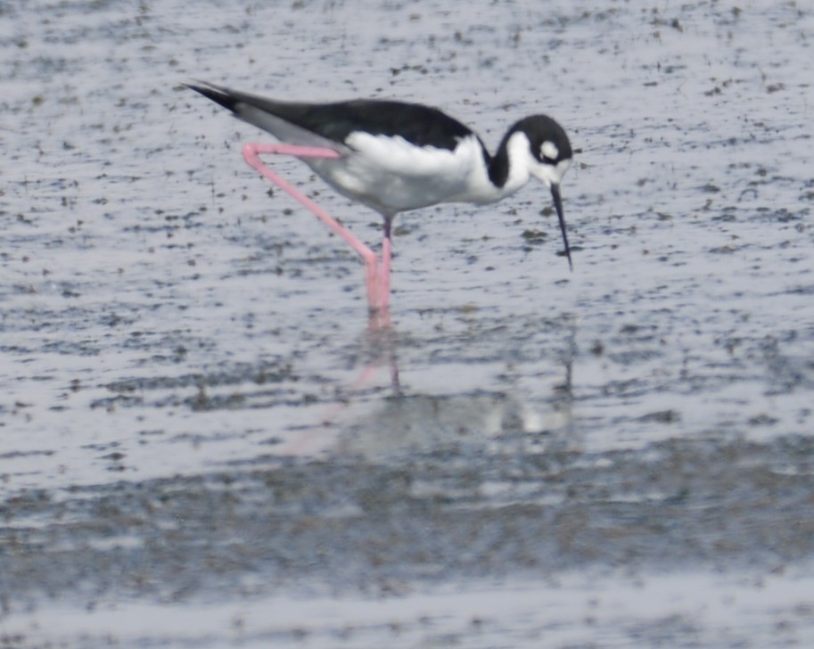 Black-necked Stilt - ML641986498