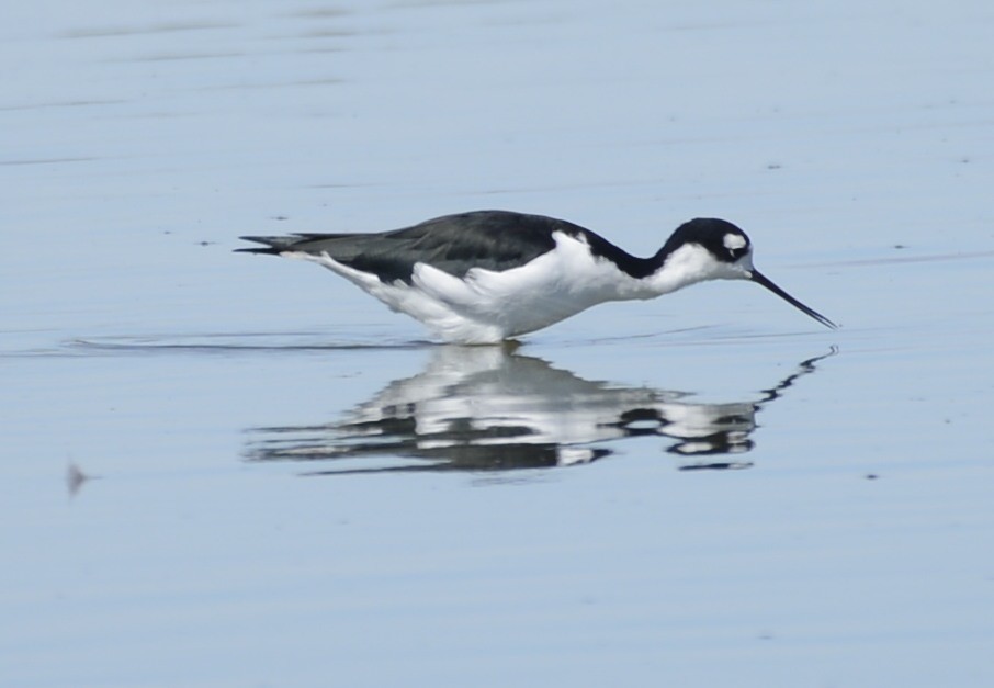 Black-necked Stilt - ML641986504