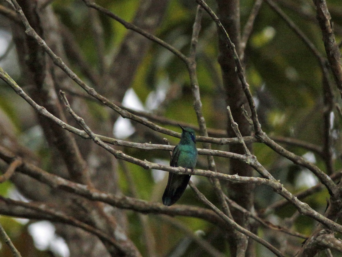 blåørekolibri (cyanotus/crissalis) - ML641986526