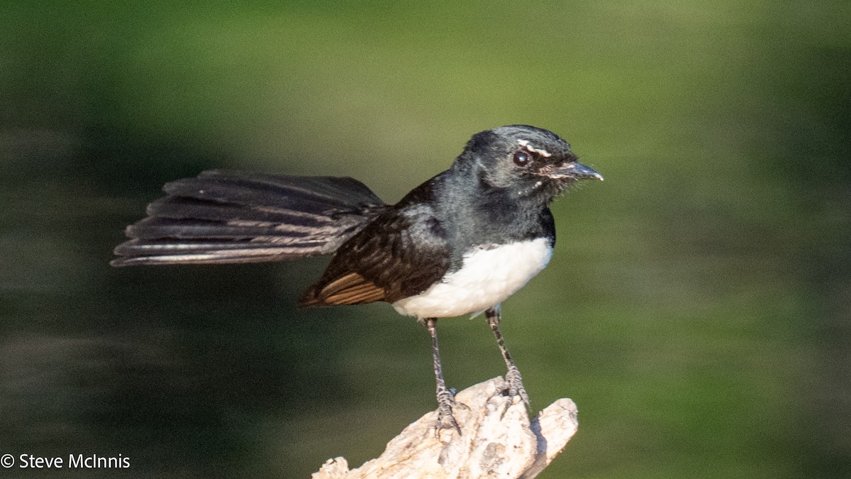 Willie-wagtail - ML641986531