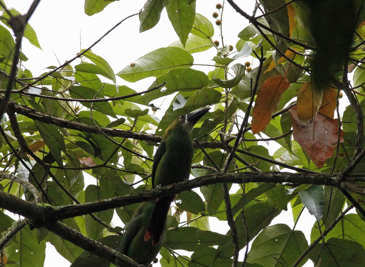 Southern Emerald-Toucanet (Andean) - ML641986537