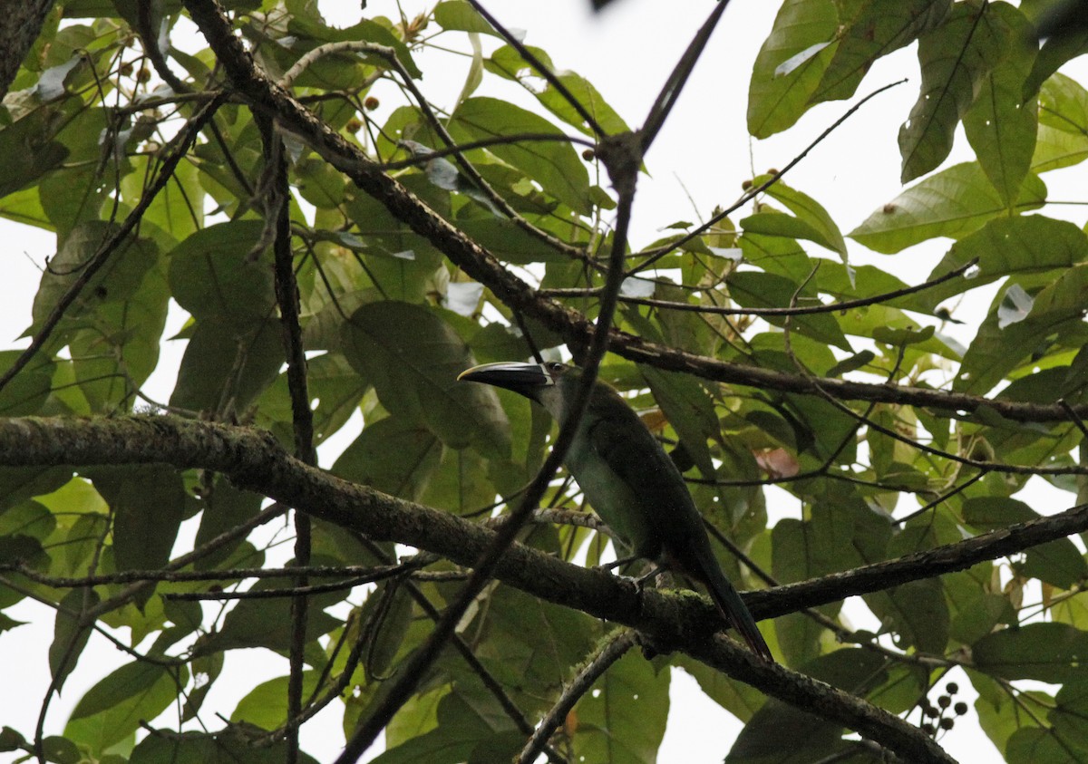 Southern Emerald-Toucanet (Andean) - ML641986539