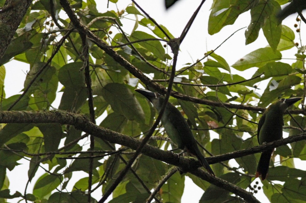 Southern Emerald-Toucanet (Andean) - ML641986540