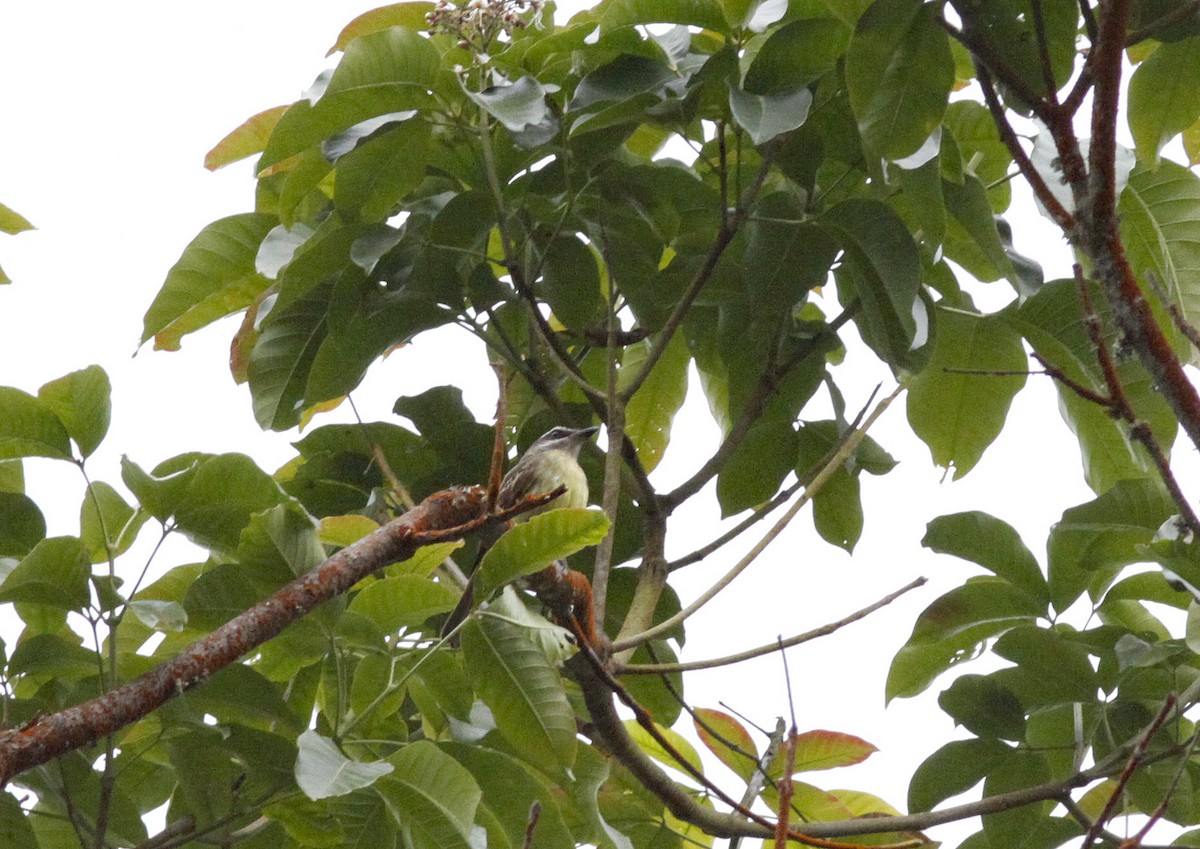 Golden-bellied Flycatcher - ML641986559