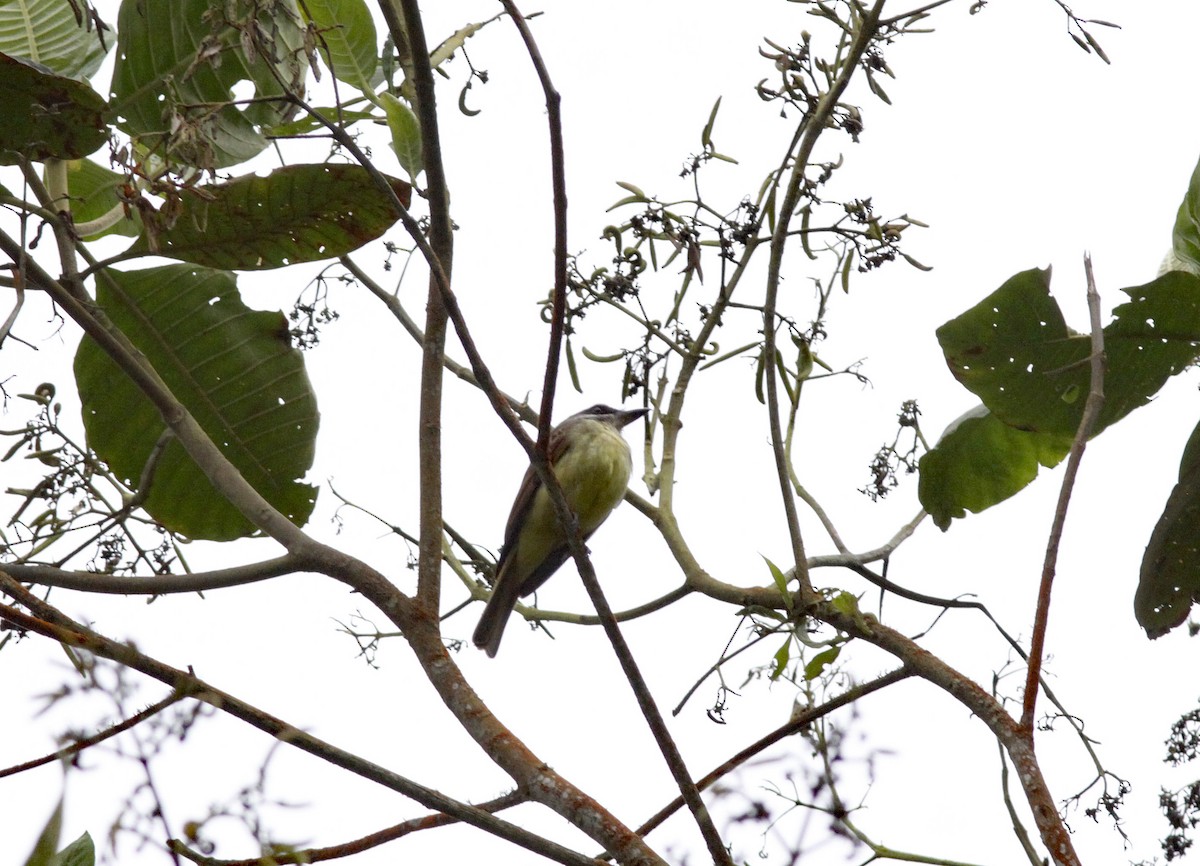 Golden-bellied Flycatcher - ML641986560