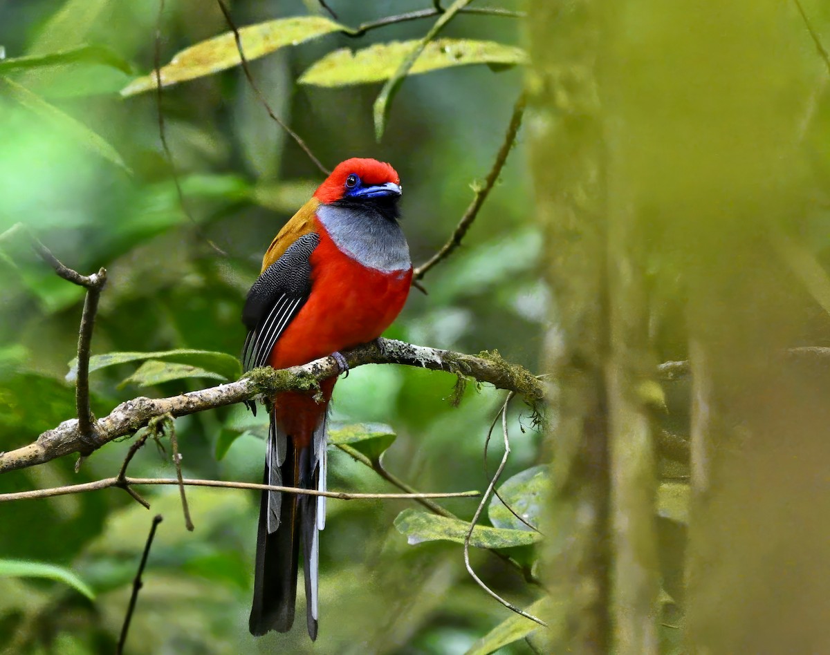 Whitehead's Trogon - ML641986577