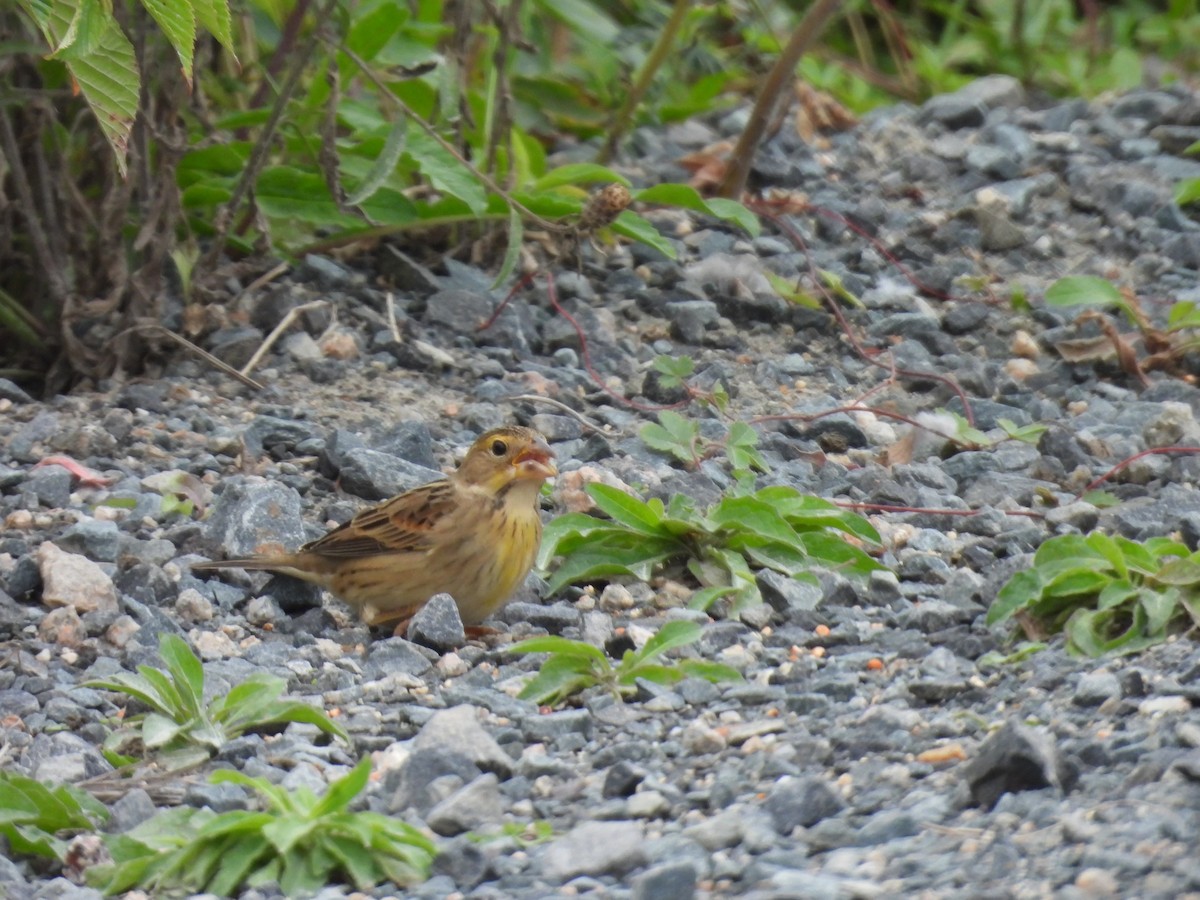 Dickcissel - ML641986581