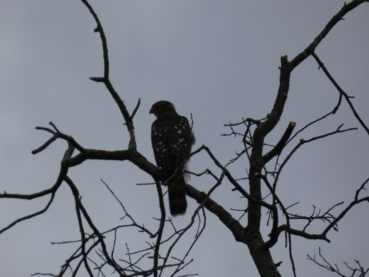 Cooper's Hawk - ML641986595