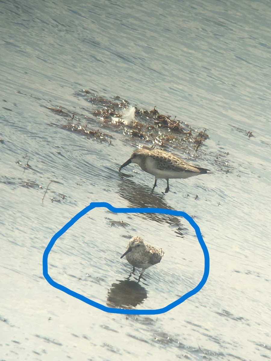 Bécasseau d'Alaska - ML641986611