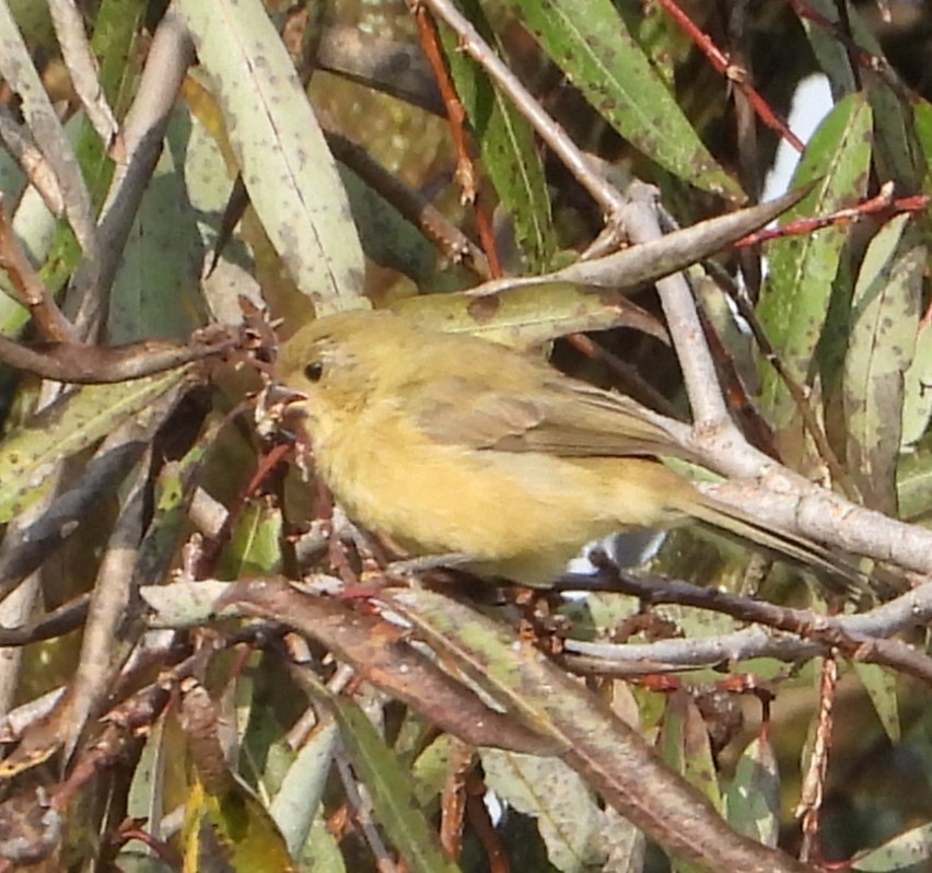 Cinnamon-rumped Seedeater - ML641986612