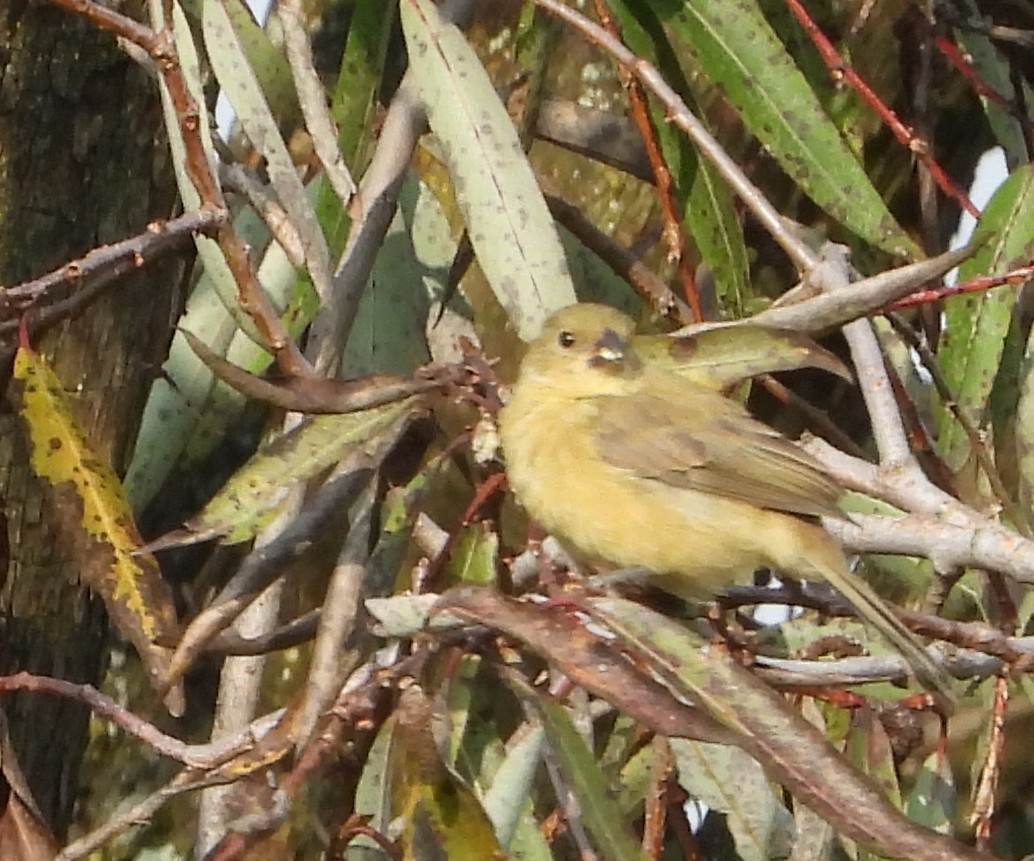 Cinnamon-rumped Seedeater - ML641986613