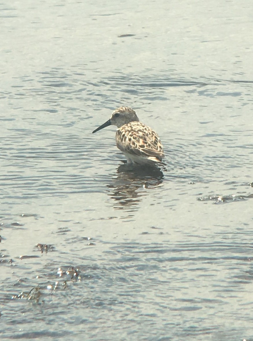 Bécasseau d'Alaska - ML641986632