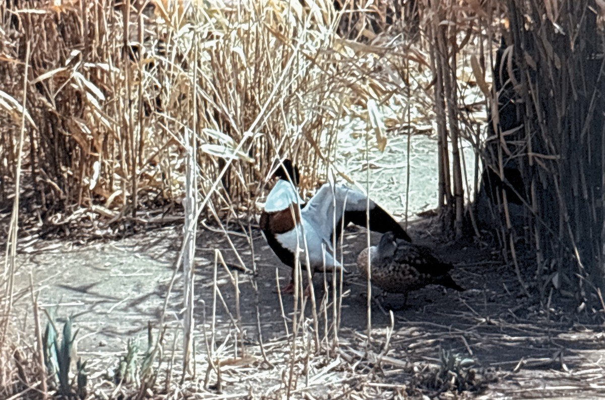 花鳧 - ML641986633