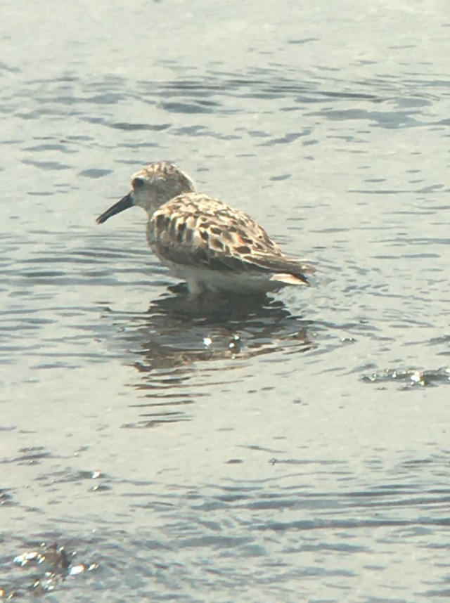 Bécasseau d'Alaska - ML641986636