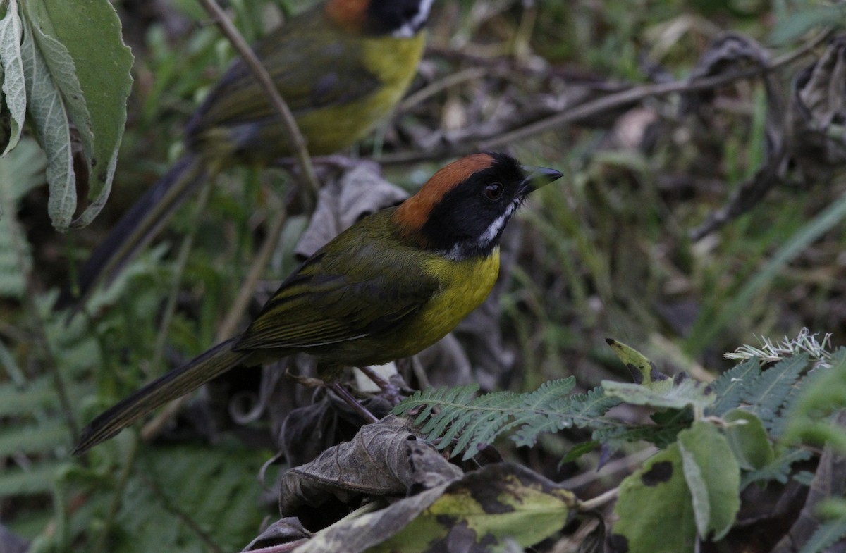 Moustached Brushfinch (Moustached) - ML641986643