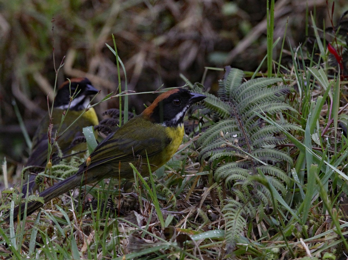 Moustached Brushfinch (Moustached) - ML641986644