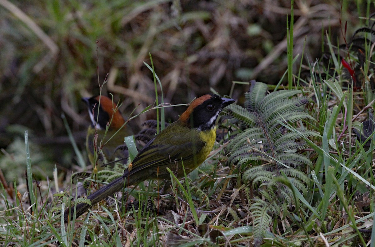 Moustached Brushfinch (Moustached) - ML641986645