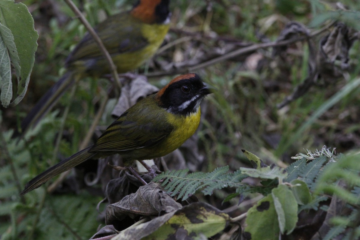 Moustached Brushfinch (Moustached) - ML641986647