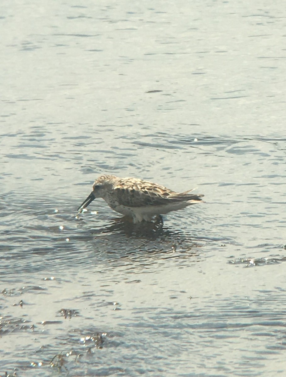 Bécasseau d'Alaska - ML641986649