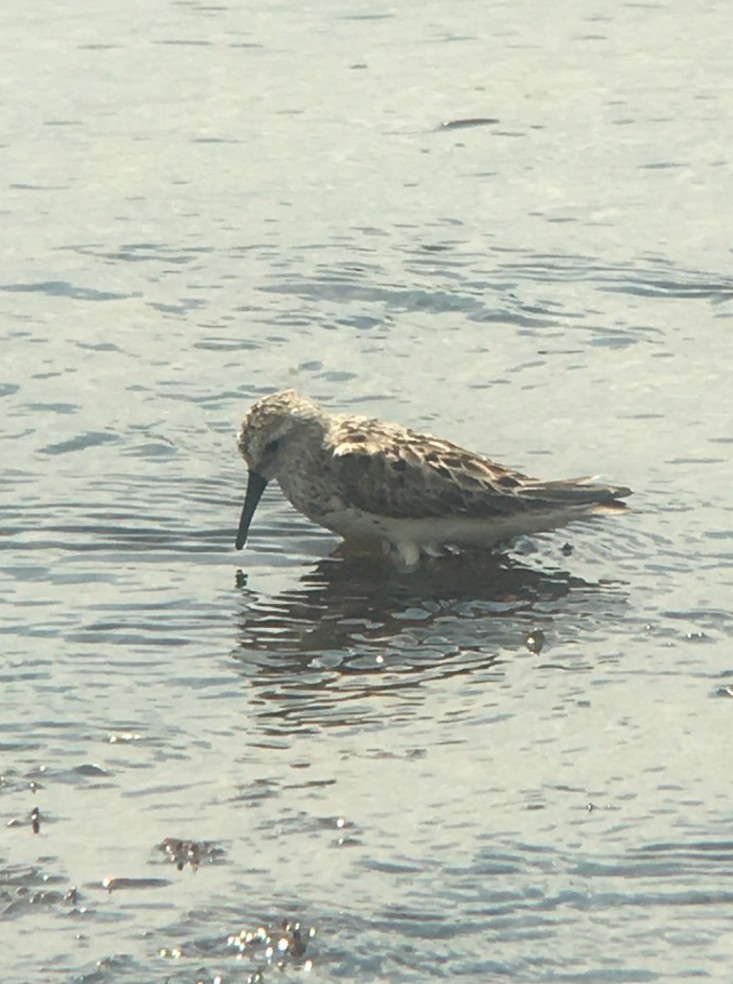 Western Sandpiper - ML641986665