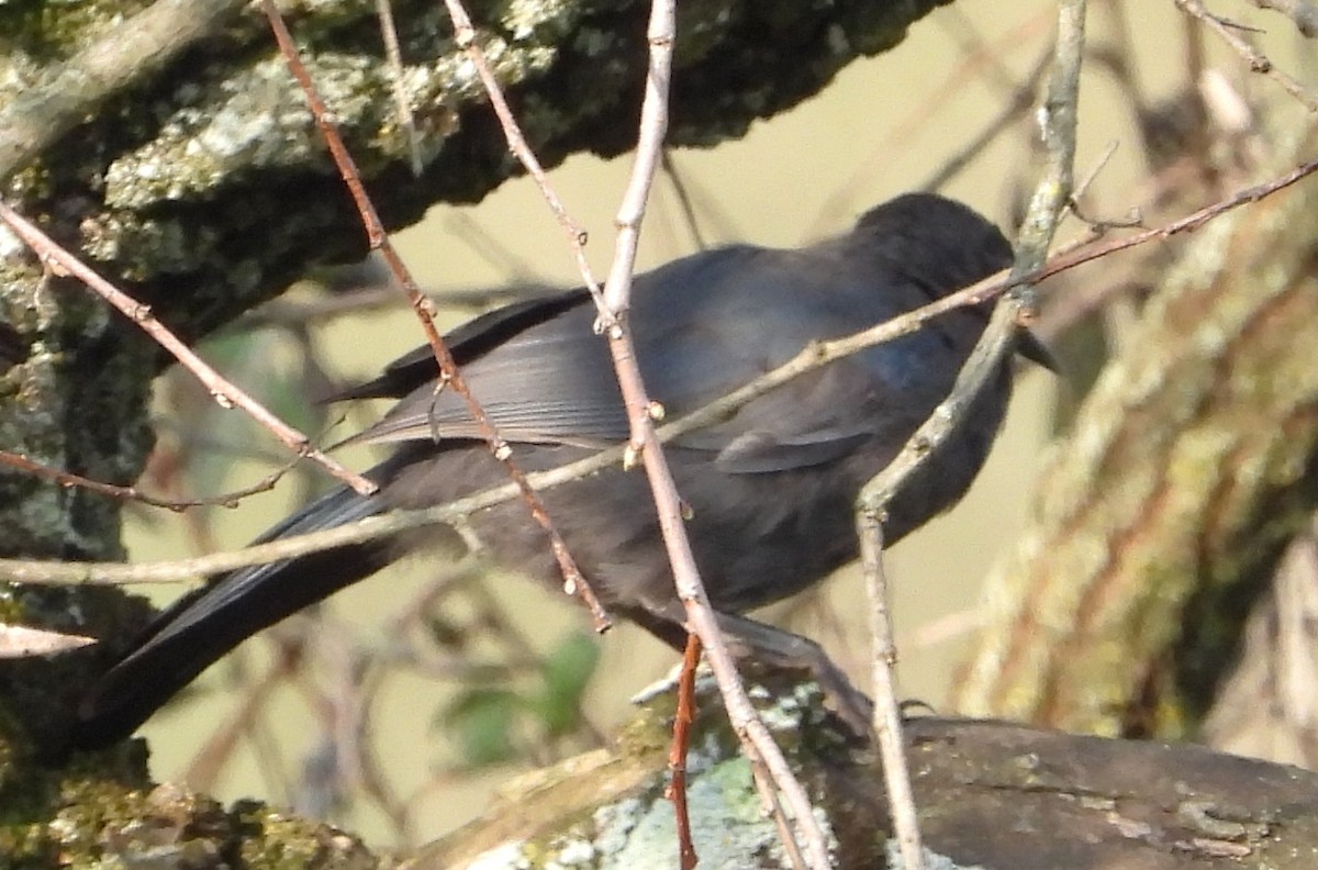 Blue Mockingbird - ML641986676