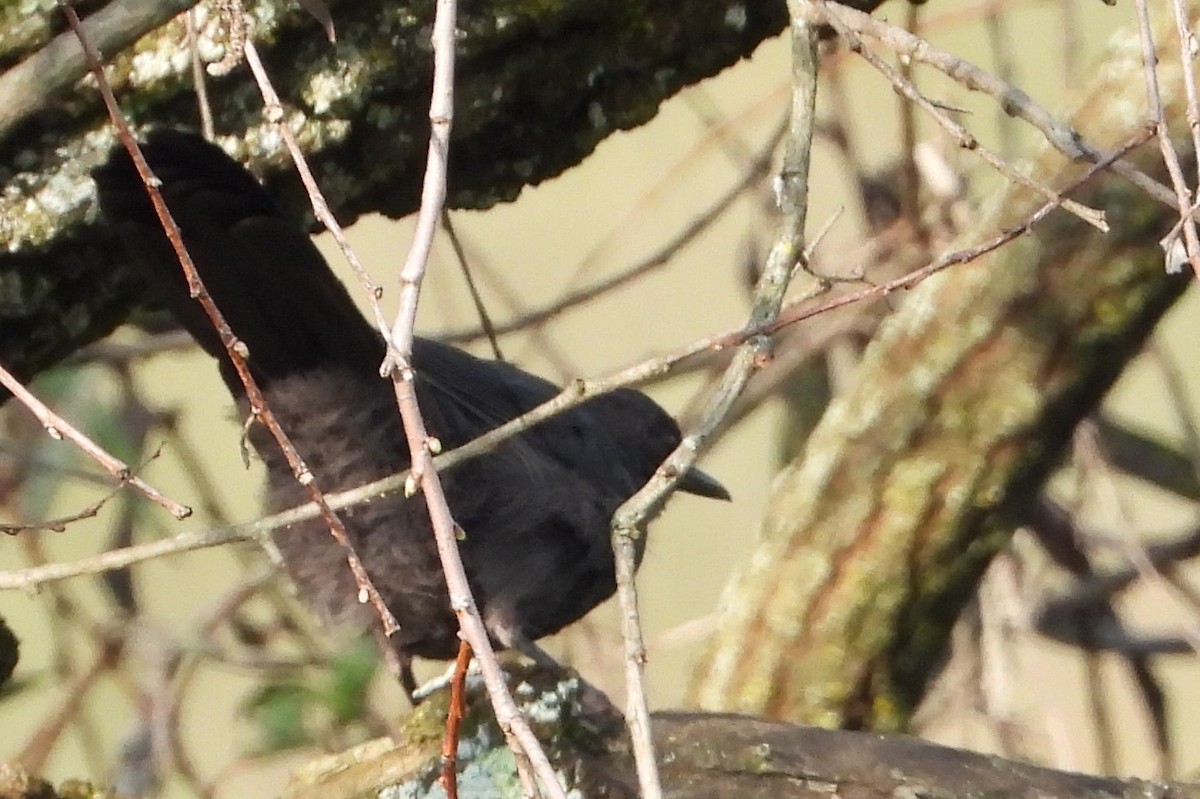 Blue Mockingbird - ML641986677