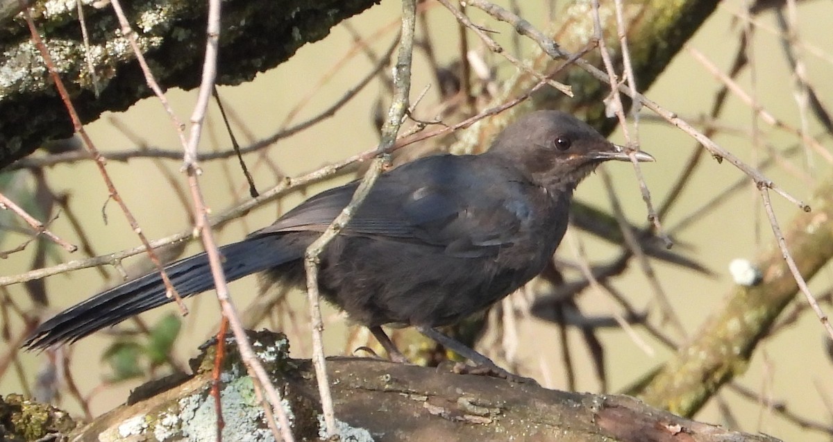 Blue Mockingbird - ML641986679