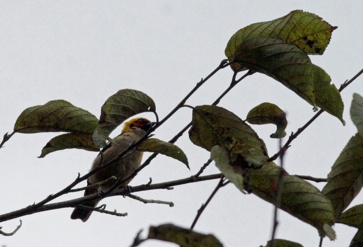Flame-faced Tanager (Flame-faced) - ML641986689