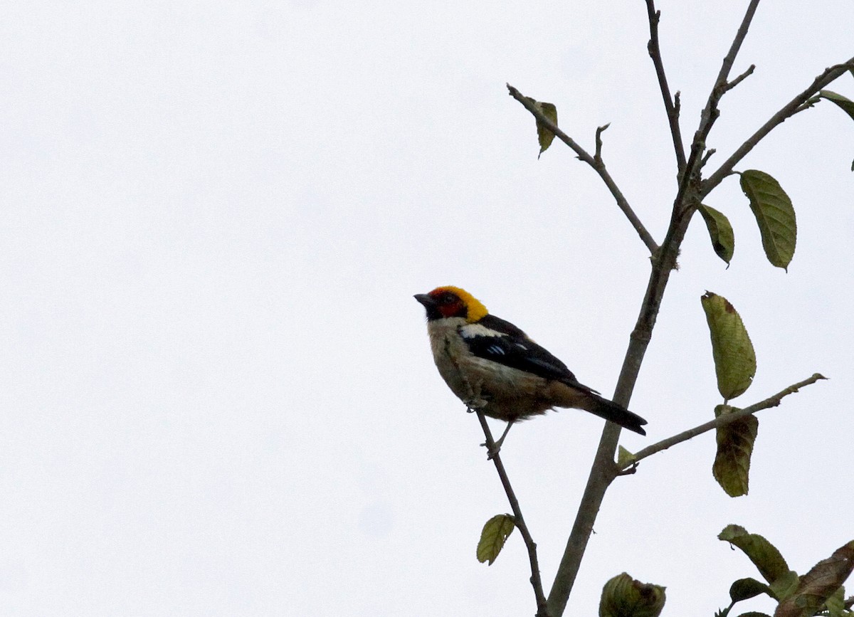 Flame-faced Tanager (Flame-faced) - ML641986690