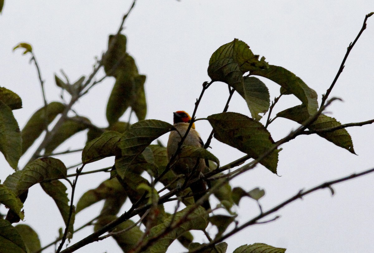 Flame-faced Tanager (Flame-faced) - ML641986691