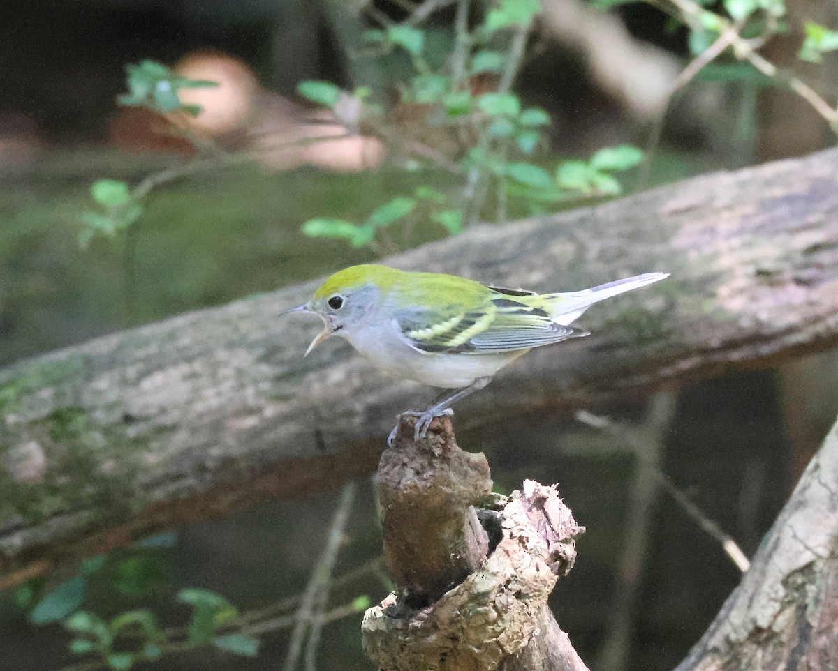 Chestnut-sided Warbler - ML641986694