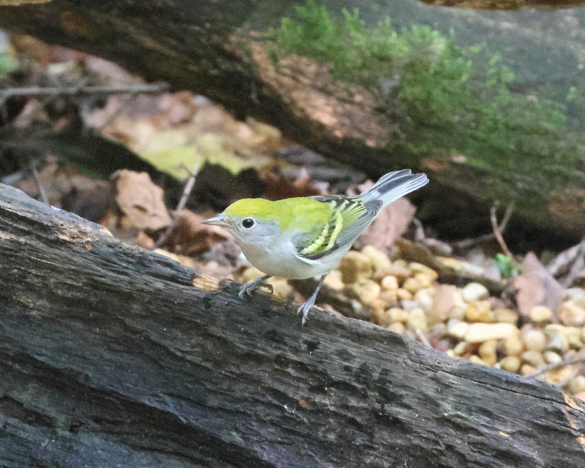 Chestnut-sided Warbler - ML641986702