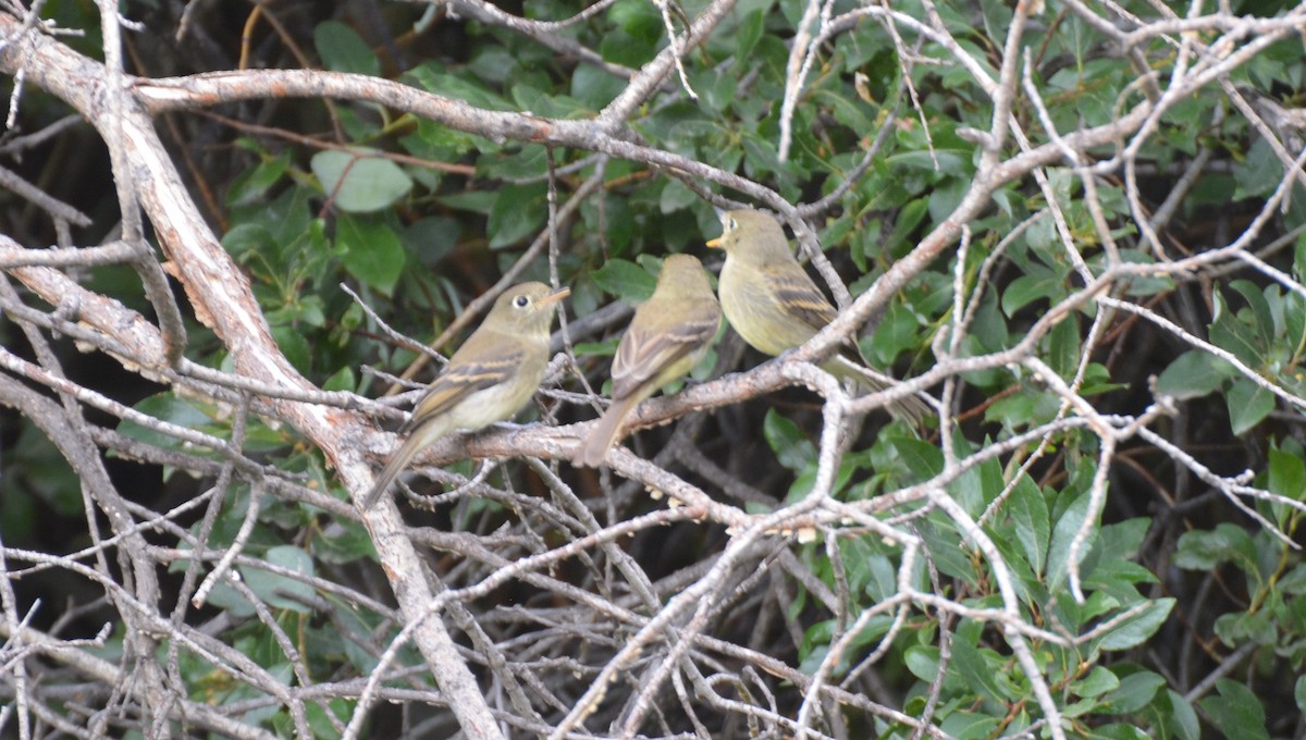 Western Flycatcher - ML641986712