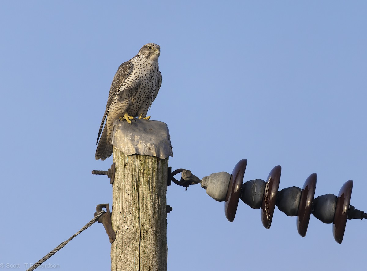 Gyrfalcon - ML641986714
