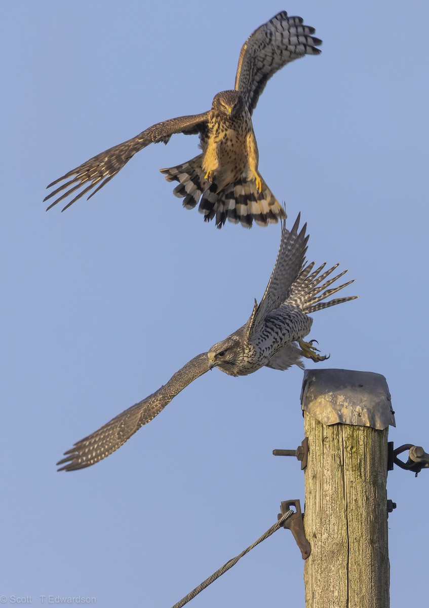 Gyrfalcon - ML641986715