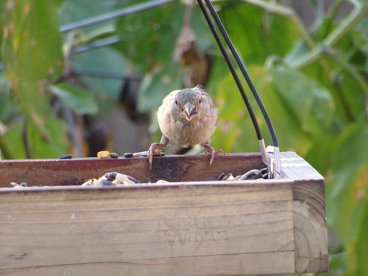 House Sparrow - ML641986721