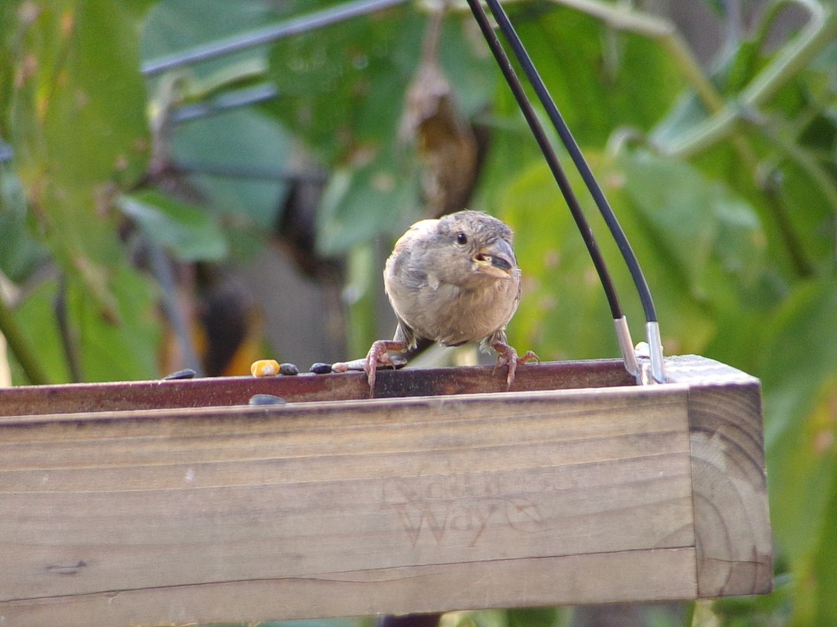 House Sparrow - ML641986722