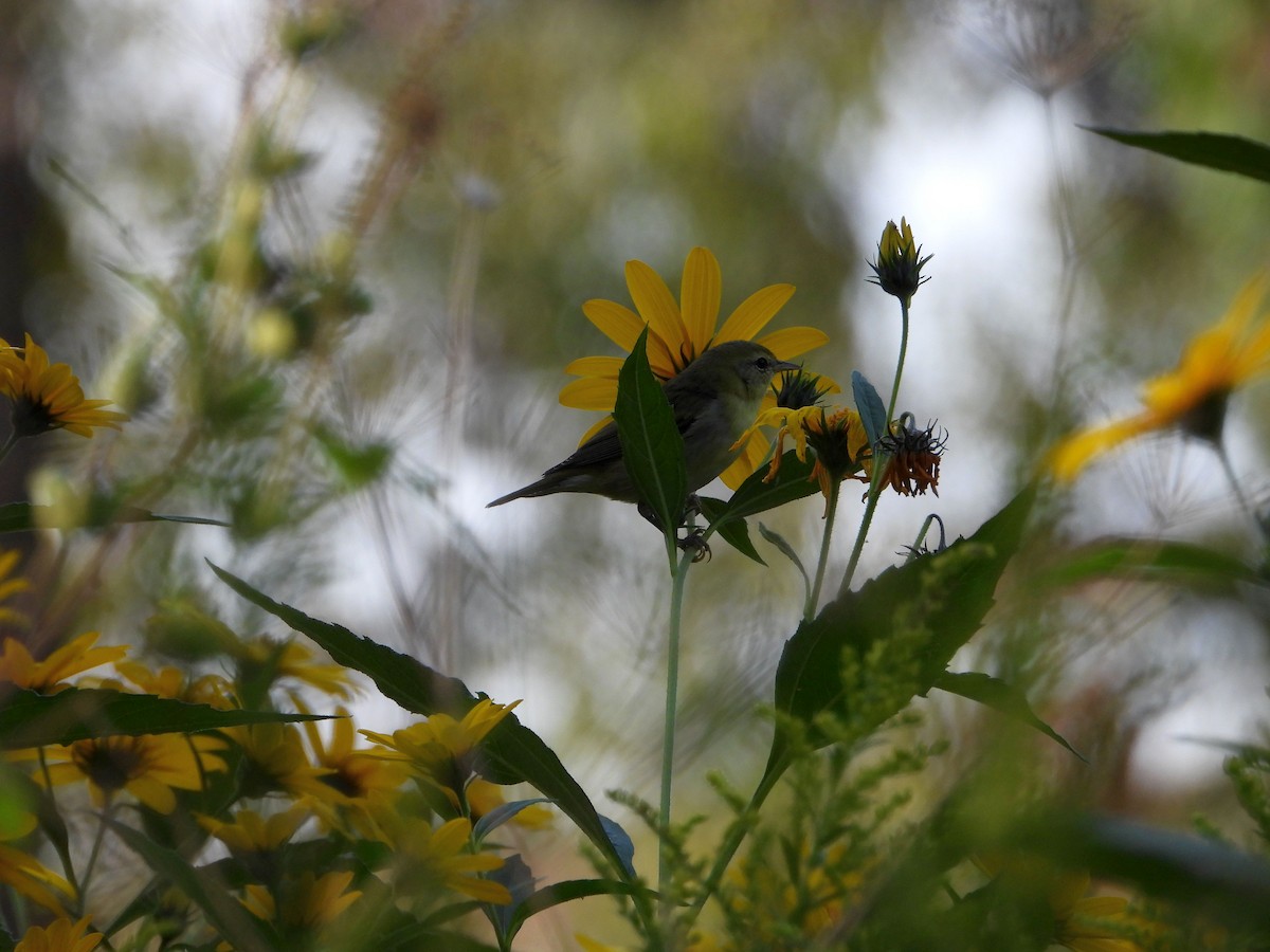 Tennessee Warbler - ML641986725