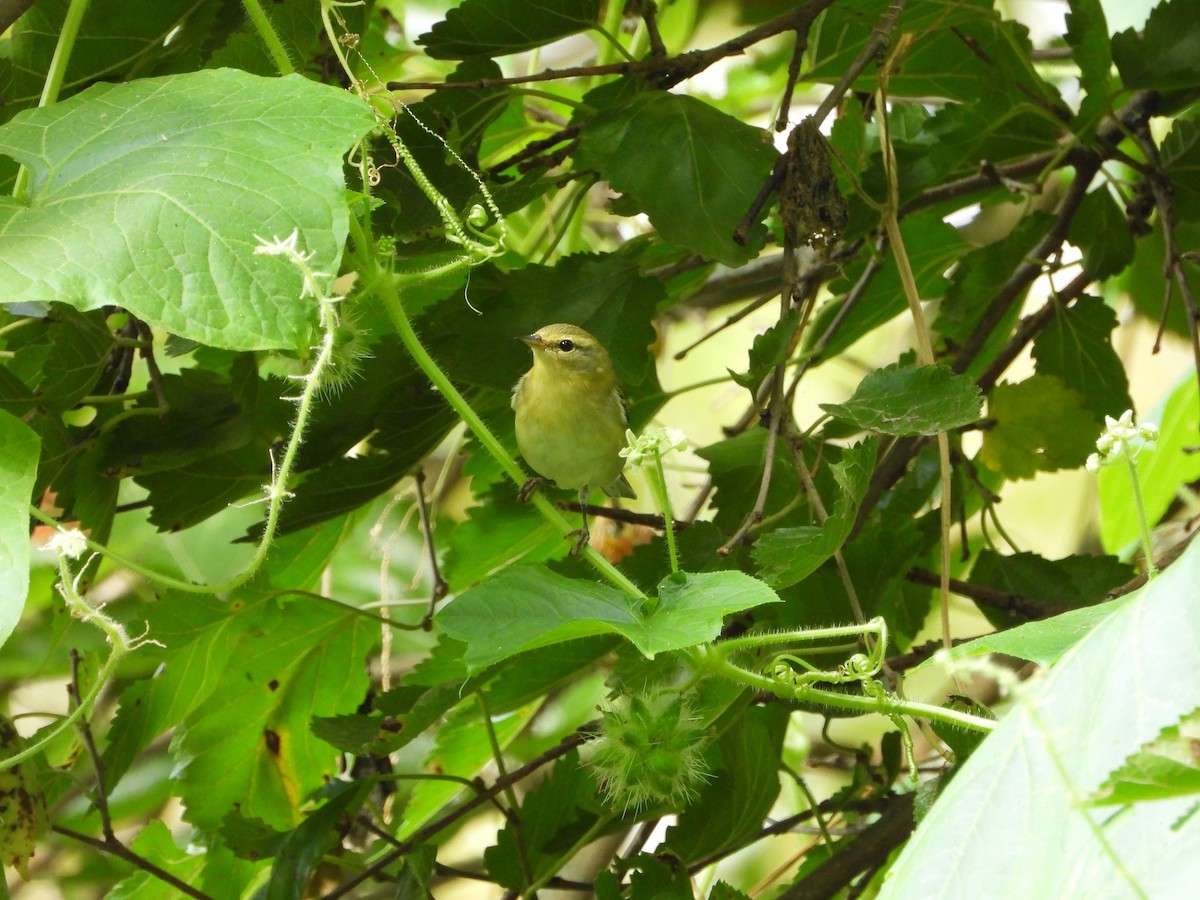 Tennessee Warbler - ML641986726