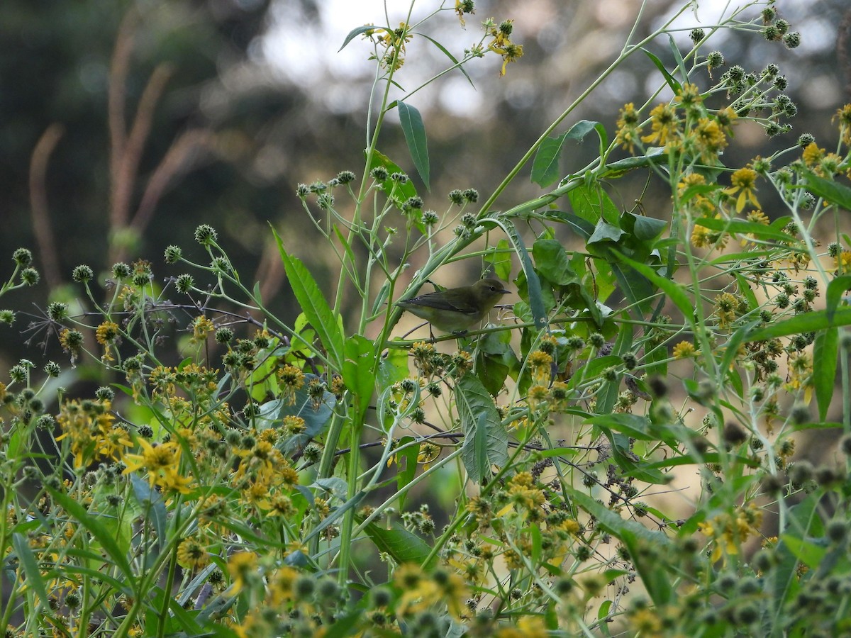 Tennessee Warbler - ML641986727