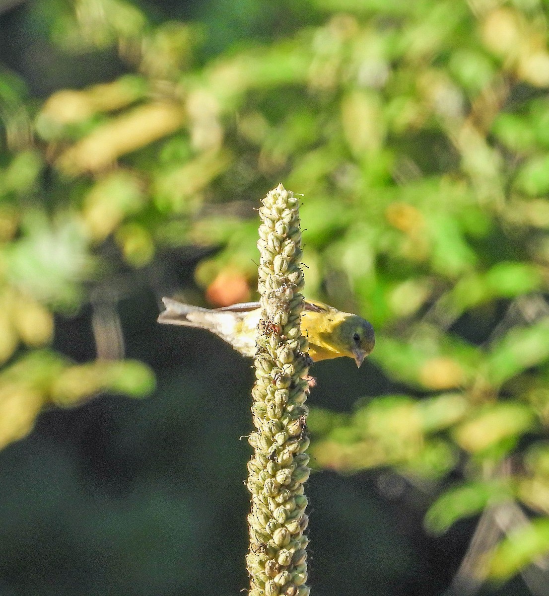 American Goldfinch - ML641986728