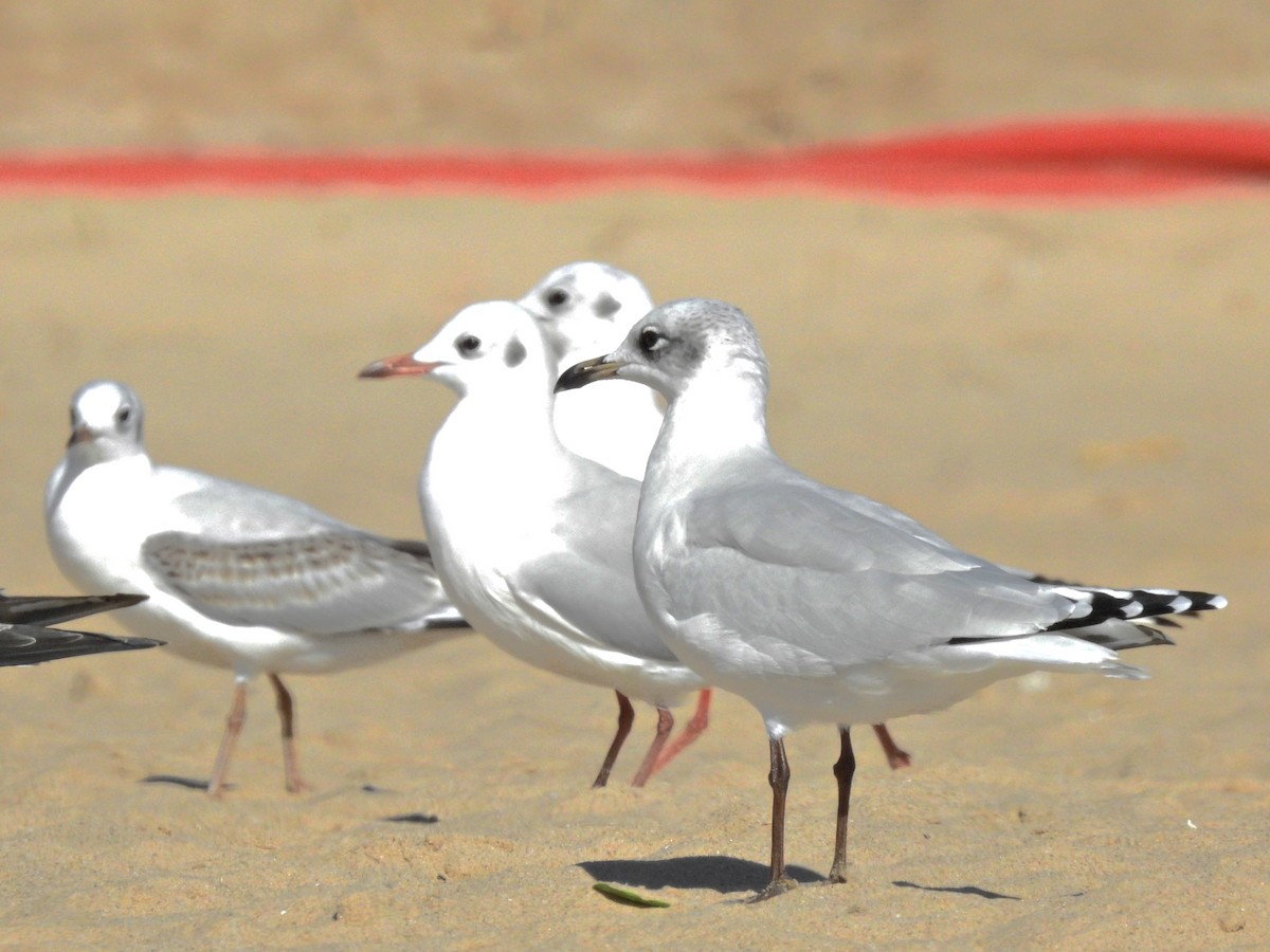 Mediterranean Gull - ML641986733