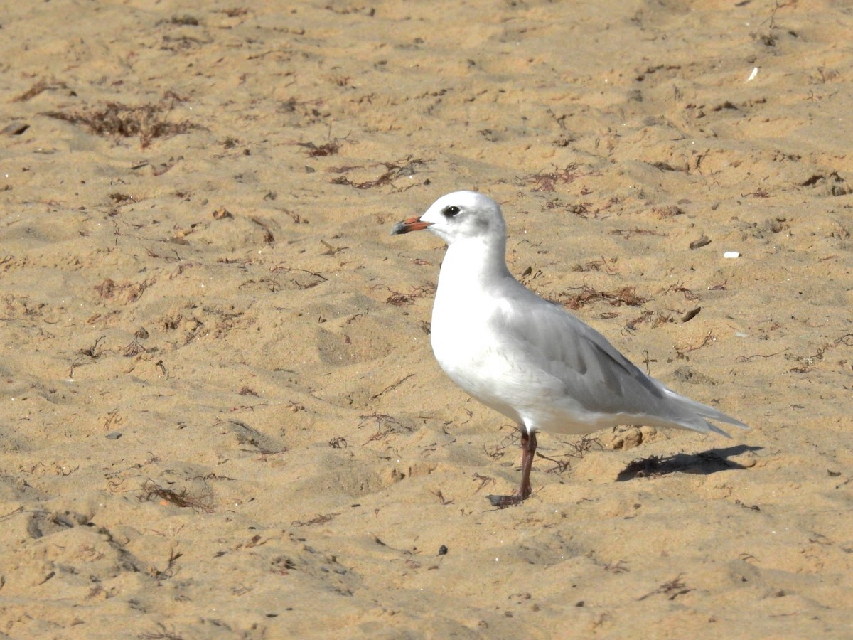 Mediterranean Gull - ML641986734