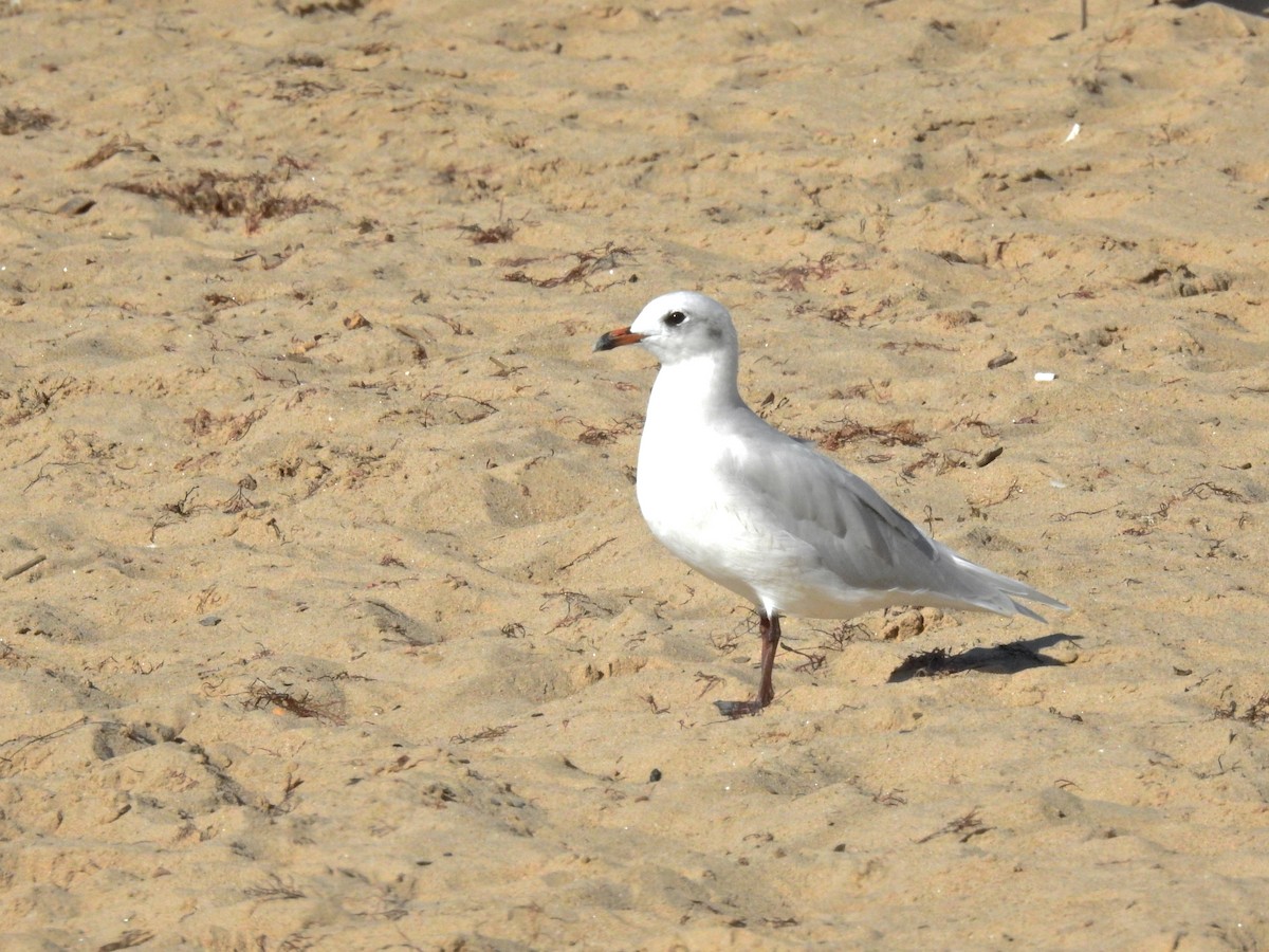 Mediterranean Gull - ML641986738
