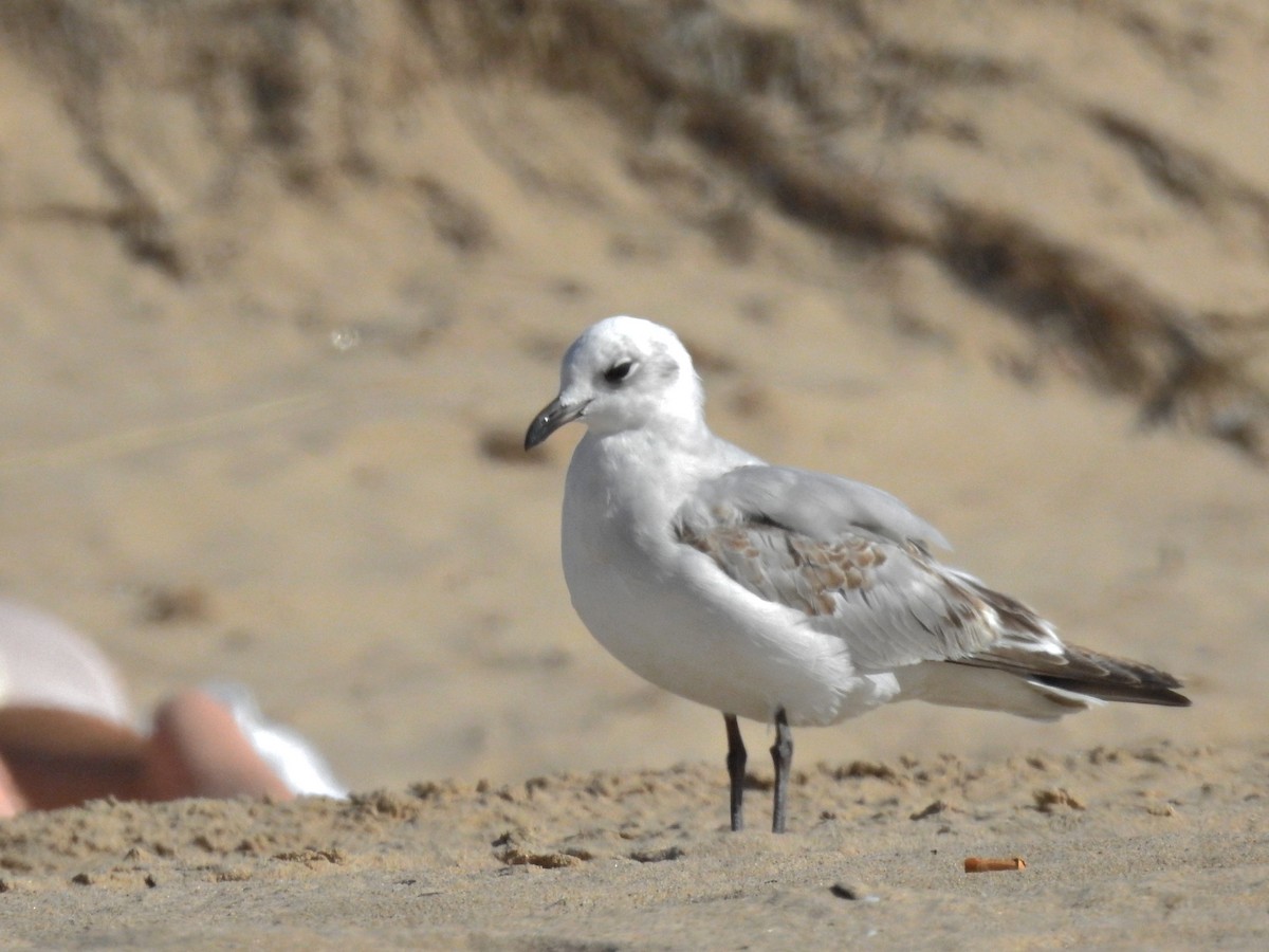 Mediterranean Gull - ML641986739