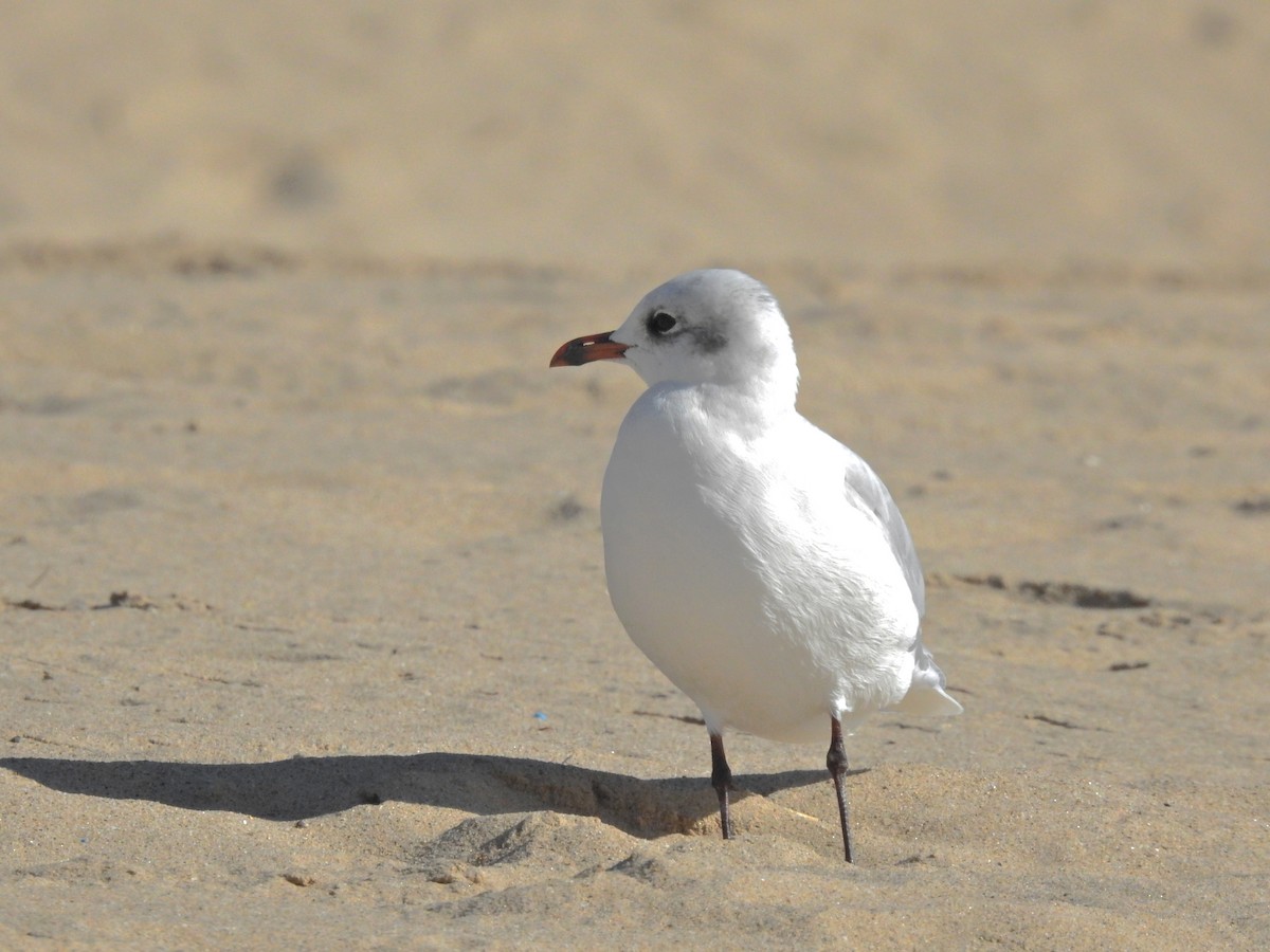 Mediterranean Gull - ML641986740